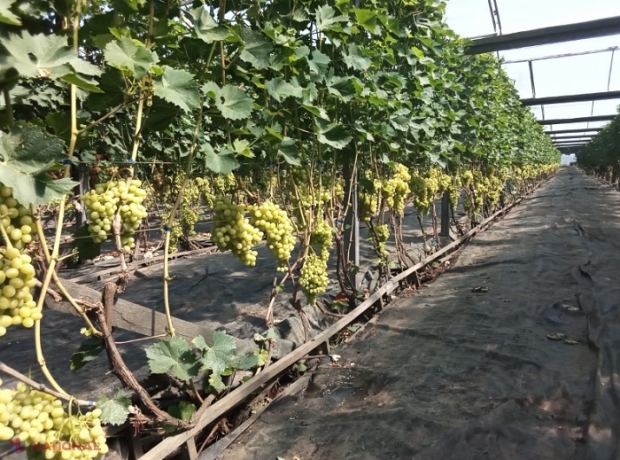 Proiect de promovare a agriculturii ecologice, implementat în R. Moldova cu sprijinul financiar al UE