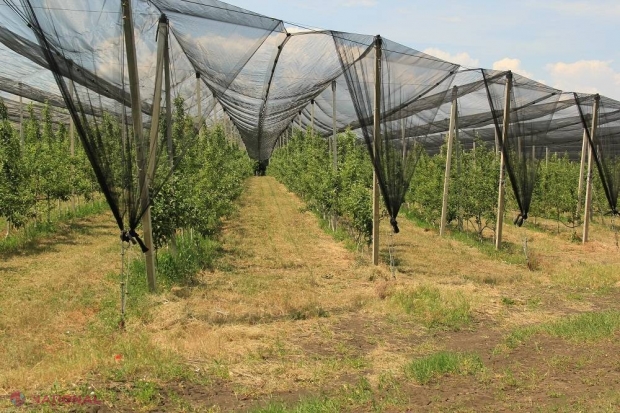 CURIOS // Moldovenii investesc MILIOANE în înființarea serelor, livezilor și plantațiilor cu viță-de-vie