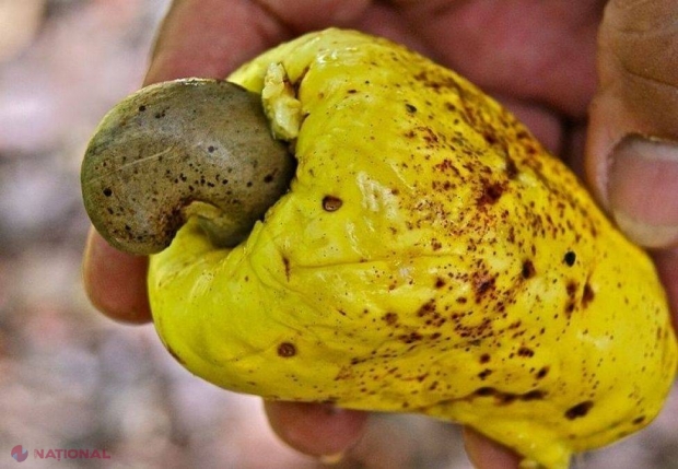 Imaginea asta i-a pus în ÎNCURCĂTURĂ pe mulţi! Ce crezi că e în poză? Puţini au ghicit. Și tu ai mâncat aşa ceva cel puţin o dată 