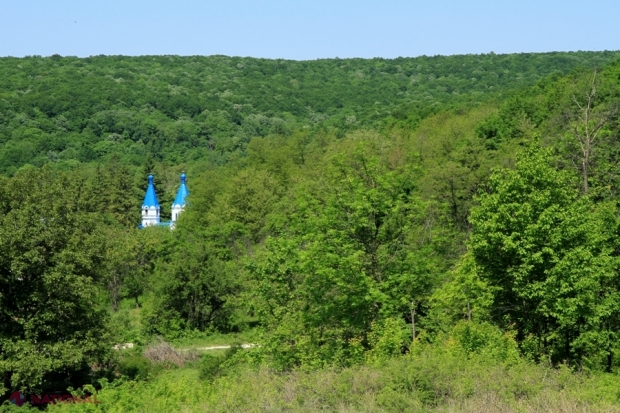 R. Moldova: 100 de mii de hectare de pădure vor fi stropite cu pesticide