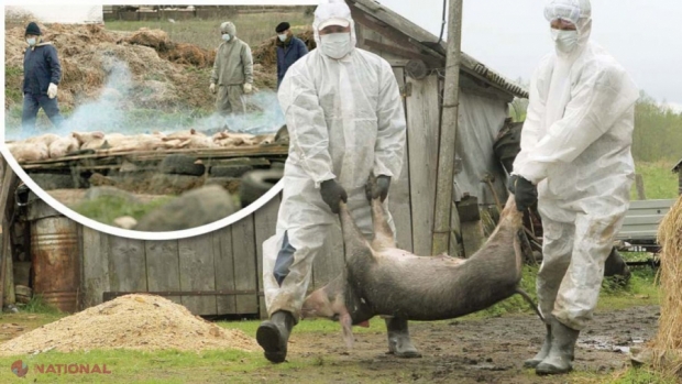 CINCI focare de pestă porcină pe teritoriul R. Moldova: Porci găsiți morți la marginea unei localități