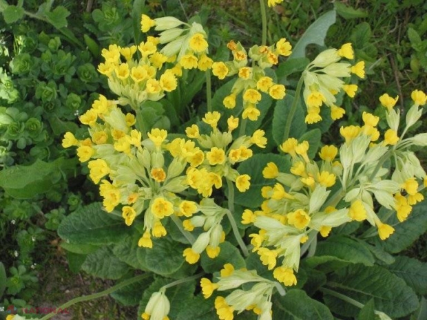 O plantă care creşte şi în R. Moldova a fost desemnată floarea anului 2016