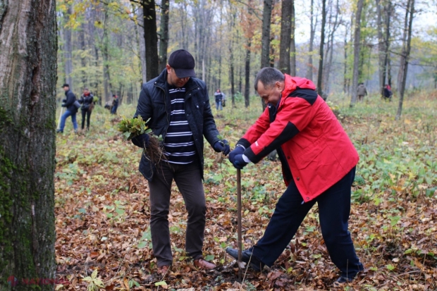 „Un arbore pentru dăinuirea noastră”: Peste 500 de angajați de la Guvern vor planta STEJARI și SALCÂMI în pădurile din R. Moldova 