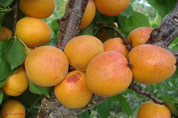 Rusia RESPINGE ÎNCĂ trei loturi de caise din R. Moldova! Importul de fructe, INTERZIS?