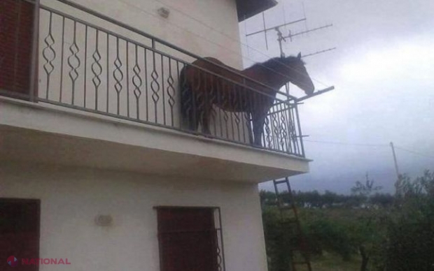 IMAGINE șocantă // Și-a „parcat” calul pe balcon
