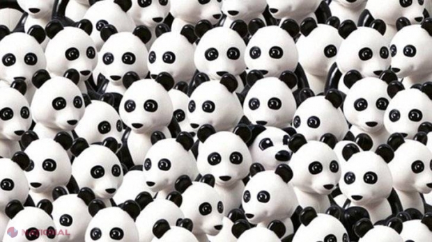 TEST // Găseşti CÂINELE în mulţimea panda?