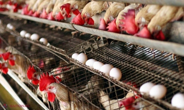 R. Moldova trebuie să dezvolte un sistem de colectare și incinerare a subproduselor de origine animală, dacă vrea să EXPORTE carne de pasăre și ouă pe piața UE