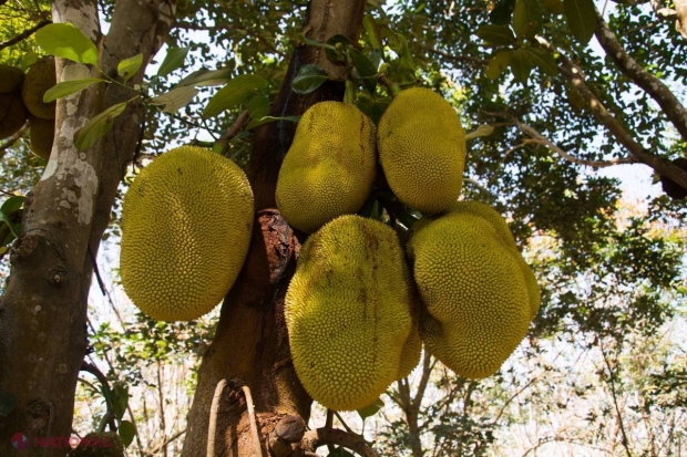„Fructul MIRACOL” care înlocuieşte CARNEA. Are acelaşi gust.