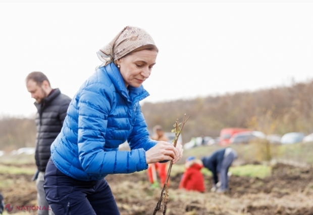 Maia Sandu, la marea împădurire din toamna curentă: „Fiecare puiet sădit este un pas înainte spre o planetă mai curată, spre o R. Moldova mai verde”