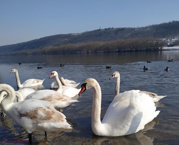 FOTO, VIDEO // LEBEDE pe Nistru, la Soroca