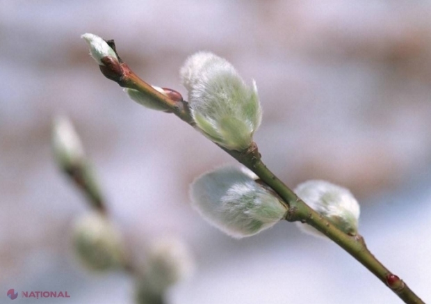 METEO // ÎNGHEȚURI până pe 20 aprilie: Ce maxime vom avea până la Paște