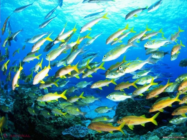Descoperire VITALĂ pe fundul mărilor şi oceanelor