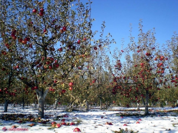 MILIOANE de dolari de la Banca Mondială pentru producătorii de mere, struguri și prune din R. Moldova!