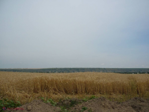 Prognozele Ministerului Agriculturii privind recolta de cereale
