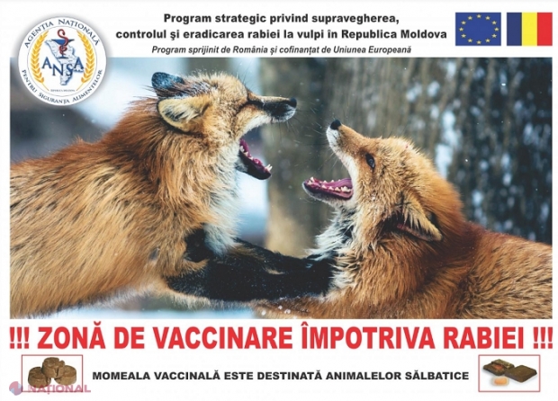 România ajută R. Moldova să vaccineze vulpile contra RABIEI, cu bani de la UE