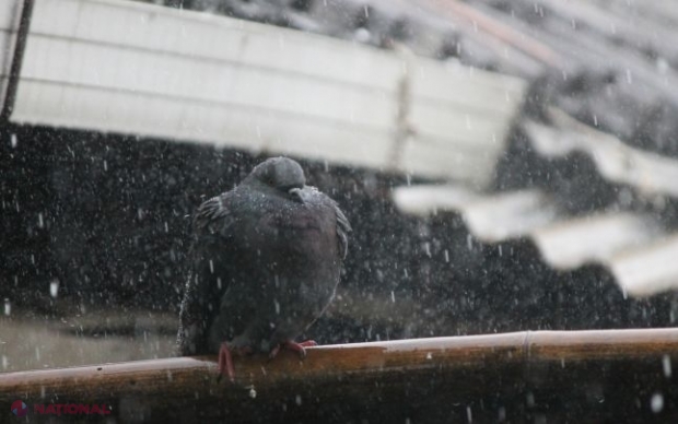 METEO // Cod galben de VÂNT, pe parcursul zilei de joi, în R. Moldova: Primii FULGI, în Nord