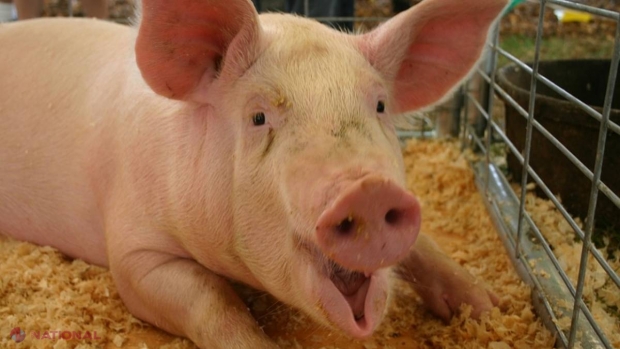 Acțiuni în toate localitățile din R. Moldova pentru prevenirea răspândirii pestei porcine africane: „Cu regret, populația nu conștientizează riscurile”