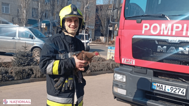 Operațiune impresionantă la Căușeni: Angajații IGSU au salvat un fazan aflat în pericol!