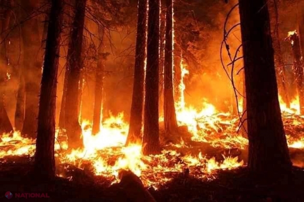 Trump stopează finanțarea: Eforturile de prevenire a incendiilor de vegetație aflate în pericol