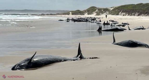 Tragedie ecologică în Australia: Peste 150 de balene eșuate pe o plajă izolată din Tasmania