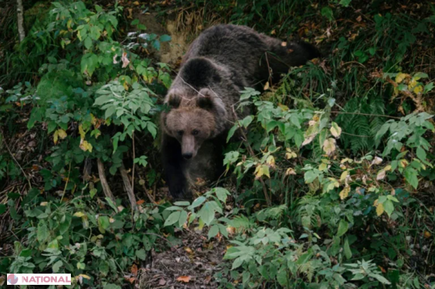 Număr-record de urși estimat în România, în ciuda criticilor WWF privind recensământul guvernamental