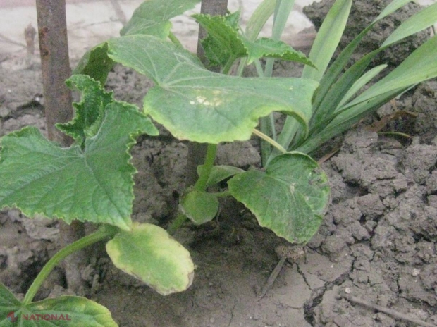 Soluții pentru o agricultură naturală