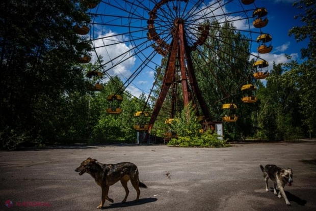 Cercetătorii au descoperit modificări unice în ADN-ul câinilor de la Cernobîl