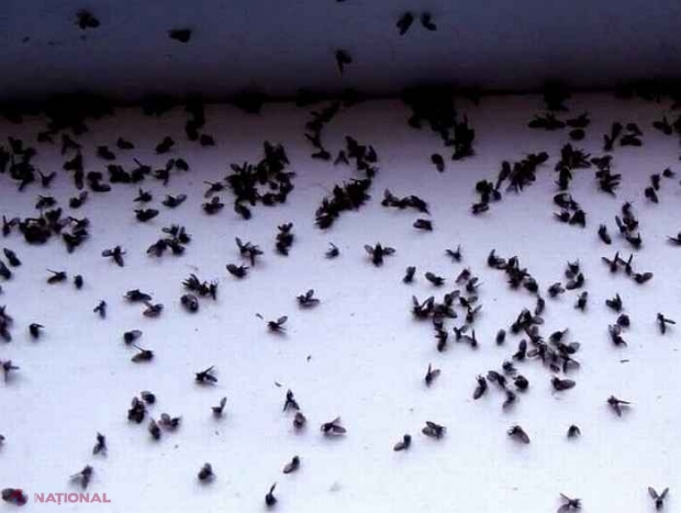 GENIAL. Iată cum scapi doar în câteva secunde de muștele, ȚÂNȚARII sau insectele care-ți intra vara în casă