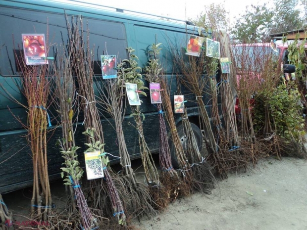 Sfaturile specialiştilor // Cum se alege materialul săditor de calitate