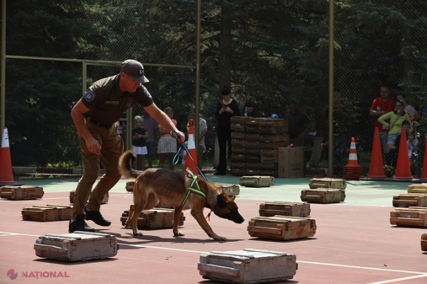 VIDEO // Jina, Dunay și Gracy, câinii Serviciului Vamal care au luat MEDALII în cadrul unui concurs al echipelor canine din R. Moldova și România