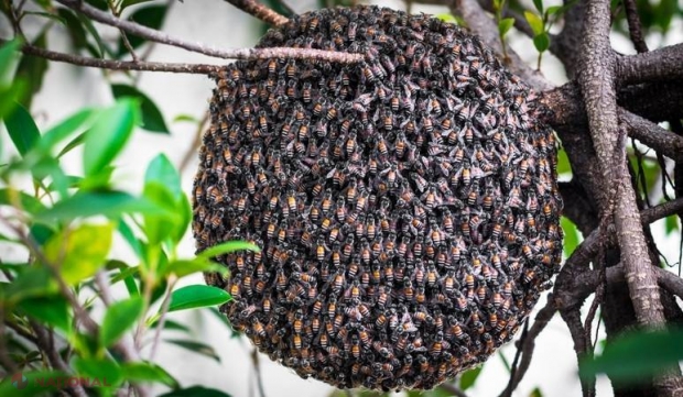 Administraţia americană a decis să cheltuiască milioane de dolari pentru albine. De ce este important acest proiect?