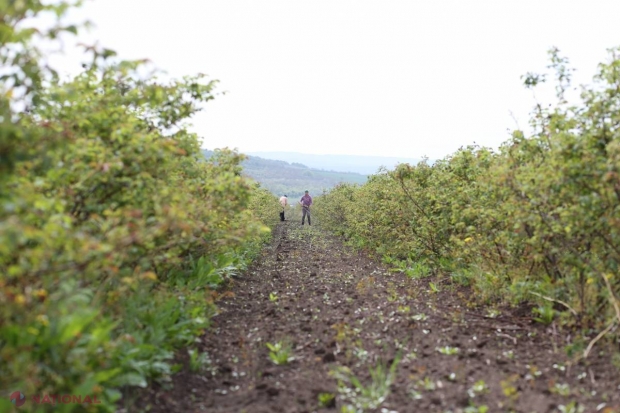 Agricultura moldovenească, lovită și de GRINDINĂ, după embargo 