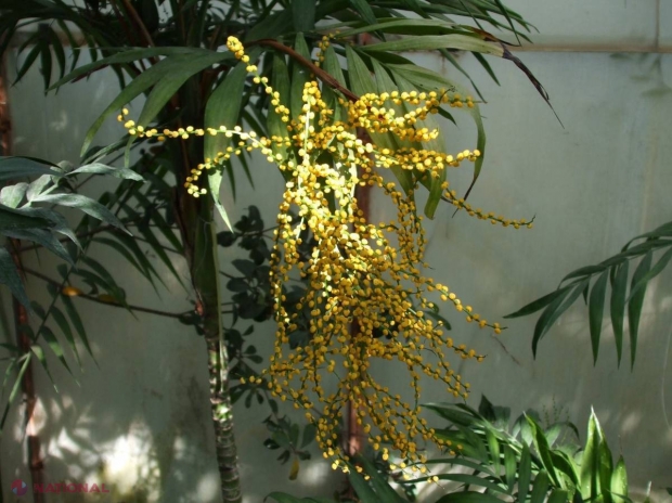 Minunății // Oaza tropicală din R. Moldova