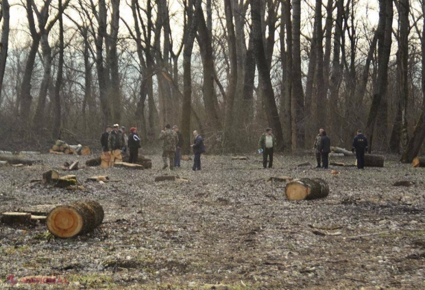 Încă patru funcționari SUSPENDAȚI din funcții pentru tăieri ilicite în păduri