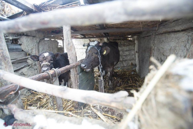 Grea e viața de animal. La țară