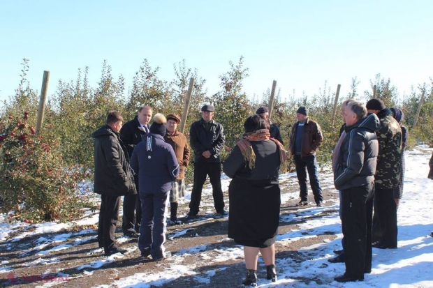 Fermierii din nord înaintează un ULTIMATUM autorităților! „Merele înghețate s-au făcut ZOB” 