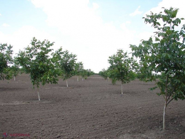 Piața românească, DESCHISĂ pentru pomii fructiferi din R. Moldova