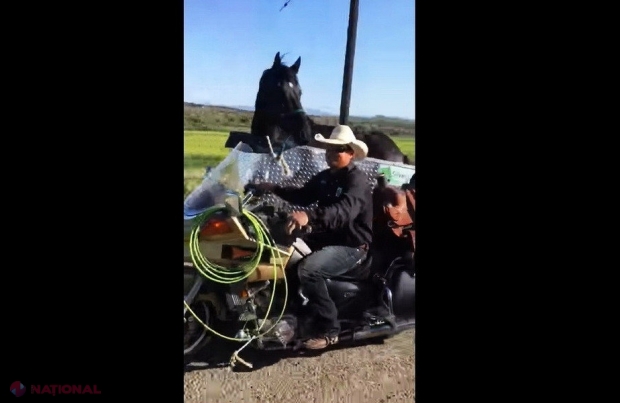 VIDEO // Cea mai tare invenţie! Cum să transporţi un cal cu motocicleta