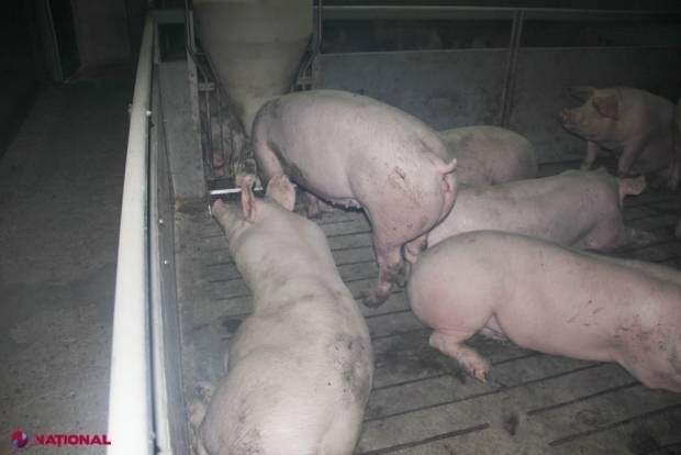 Toți porcii dintr-un sat din R. Moldova vor fi SACRIFICAȚI