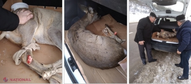 FOTO // Căprioară, accidentată de o mașină lângă Ghidighici și lăsată să zacă în drum: Ce s-a întâmplat cu animalul