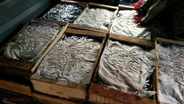Sute de kg de pește, transportate ILEGAL de la Tiraspol spre Chișinău