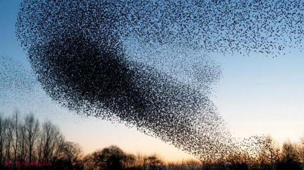 Sute de milioane de păsări au dispărut din Europa în ultimii 40 de ani. „Natura a fost eradicată”