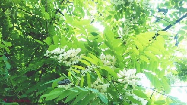 Florile de SALCÂM, bune de leac