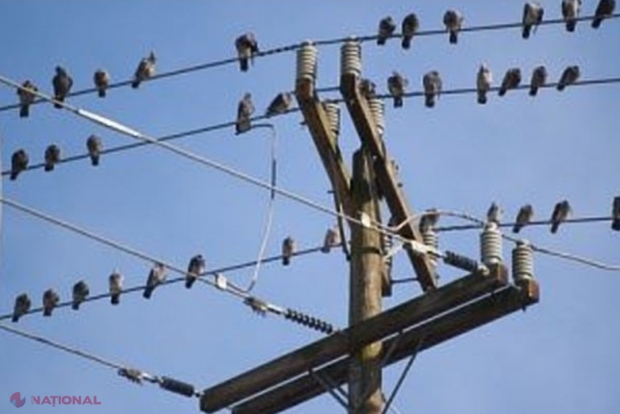 VIDEO // De ce păsările stau pe firele de înaltă tensiune și de ce nu se electrocutează?
