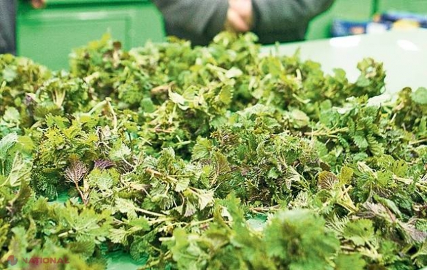 VERDEȚURILE care detoxifică organismul! Profită din plin de ele în acest sezon