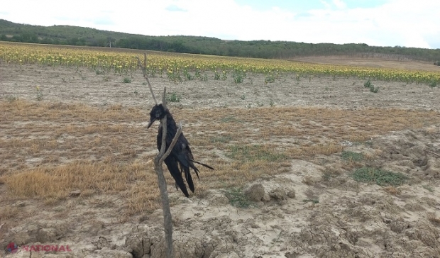 FOTO // Metode „ca în Evul Mediu” la Taraclia: Cioară SPÂNZURATĂ în apropierea unui lan cu floarea-soarelui, pentru a speria celelalte păsări ca să nu ciugulească semințe