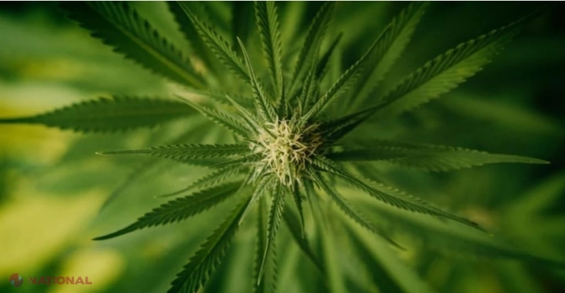 Prima țară din Europa care legalizează cultivarea și consumul de cannabis