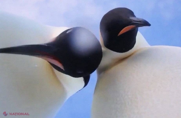 VIDEO // Doi pinguini au găsit o cameră video. Ce a urmat a amuzat internetul