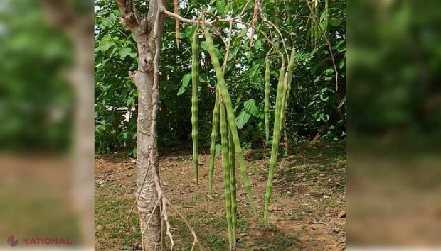 VIDEO // În România a început să se cultive Arborele miraculos sau copacul lui Dumnezeu. Planta este extrem de prețioasă pentru că se poate folosi de la ea totul, de la rădăcină până la ultima frunză