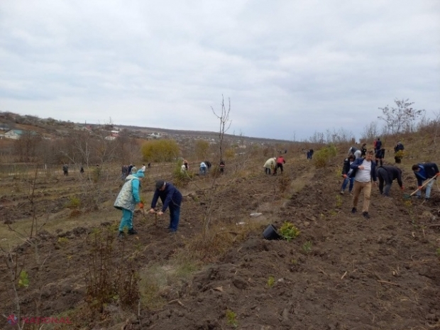 Peste 276 de mii de puieți, plantați pe o suprafață de 225,6 ha timp de o zi în R. Moldova